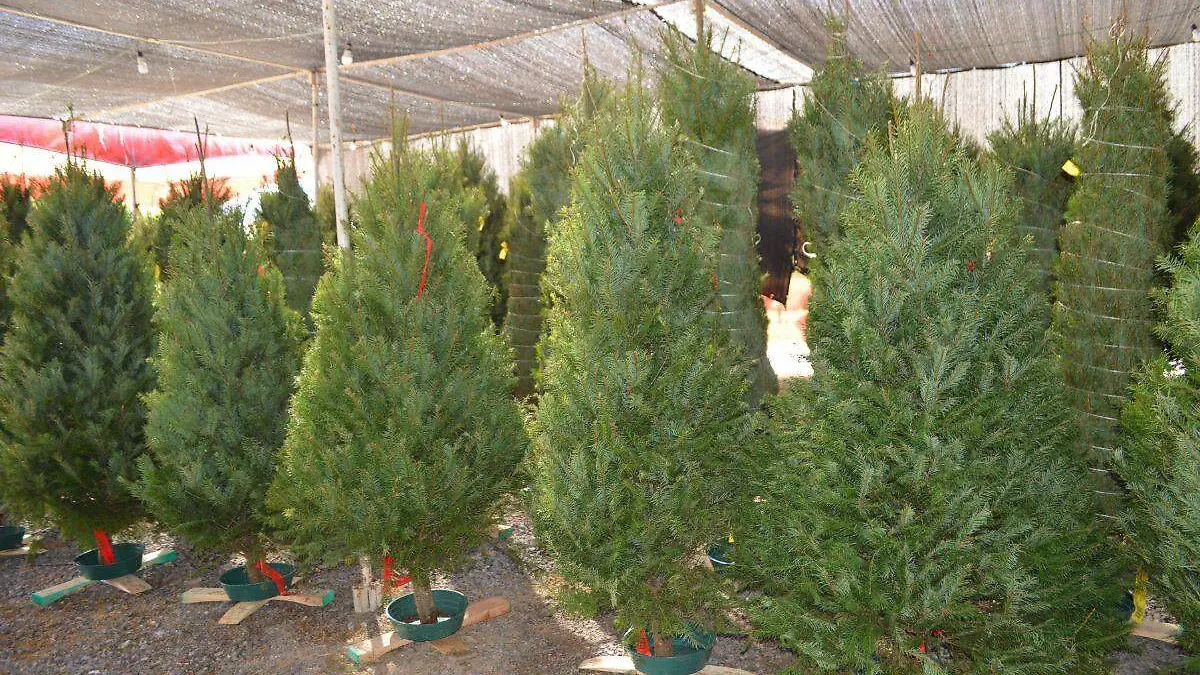 Comienza la venta de pinos naturales y flores de nochebuena en La Paz